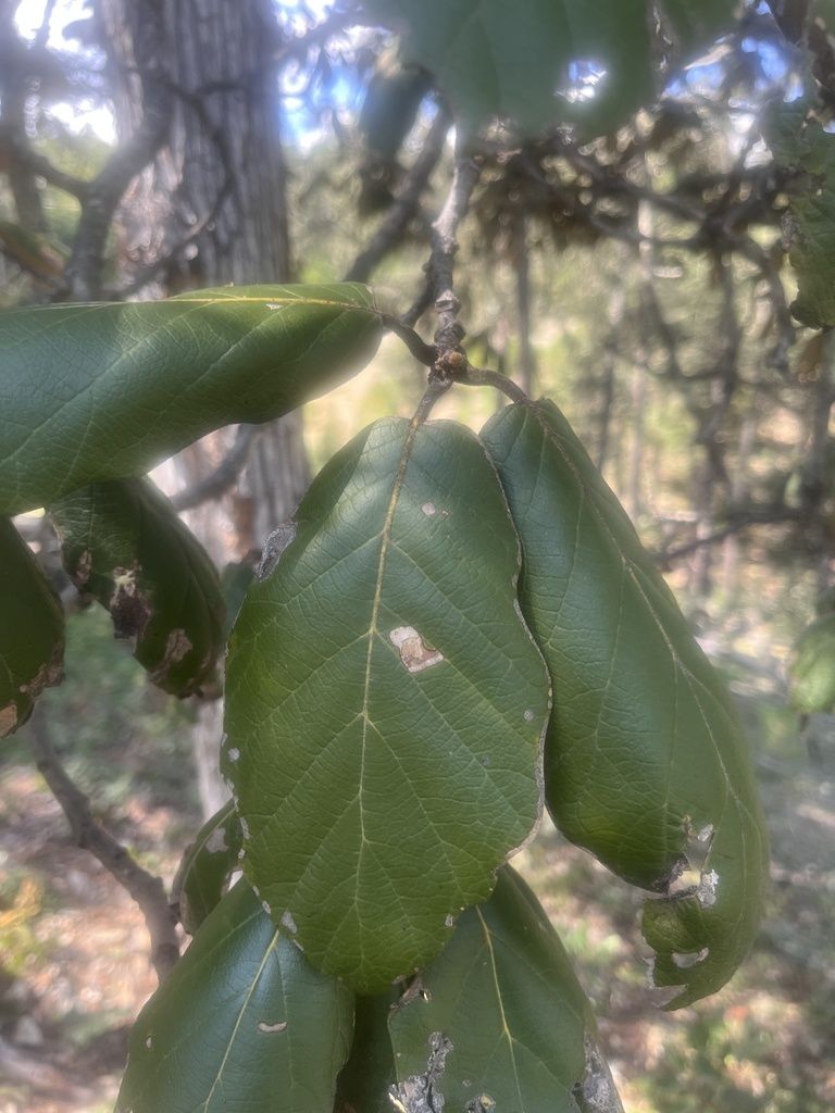 Hojas coriáceas de encino quebracho colgando de una rama, con el bosque desenfocado al fondo.