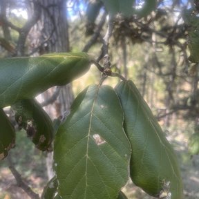 Hojas coriáceas de encino quebracho colgando de una rama, con el bosque desenfocado al fondo.