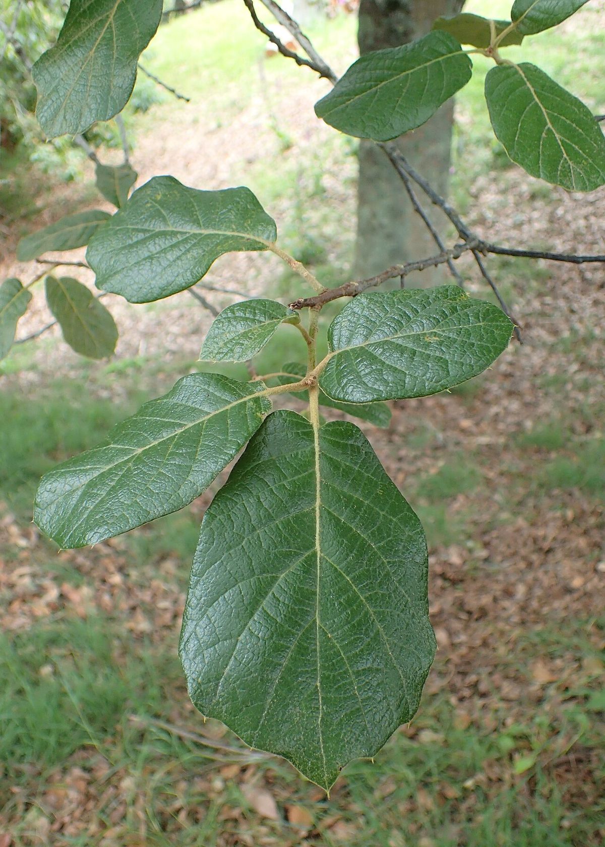 Rama de encino quebracho con hojas anchas y redondeadas, vista desde abajo contra el suelo.