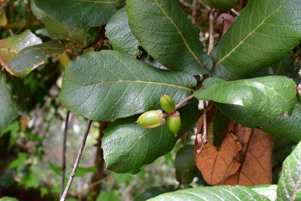 Dos bellotas verdes de encino quiebra hacha entre las hojas coriáceas.