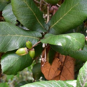 Dos bellotas verdes de encino quiebra hacha entre las hojas coriáceas.