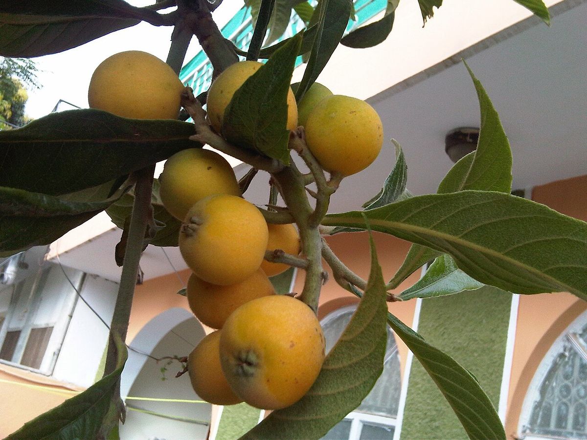 Nísperos amarillos colgando entre hojas alargadas, frente a una casa.