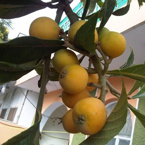 Nísperos amarillos colgando entre hojas alargadas, frente a una casa.