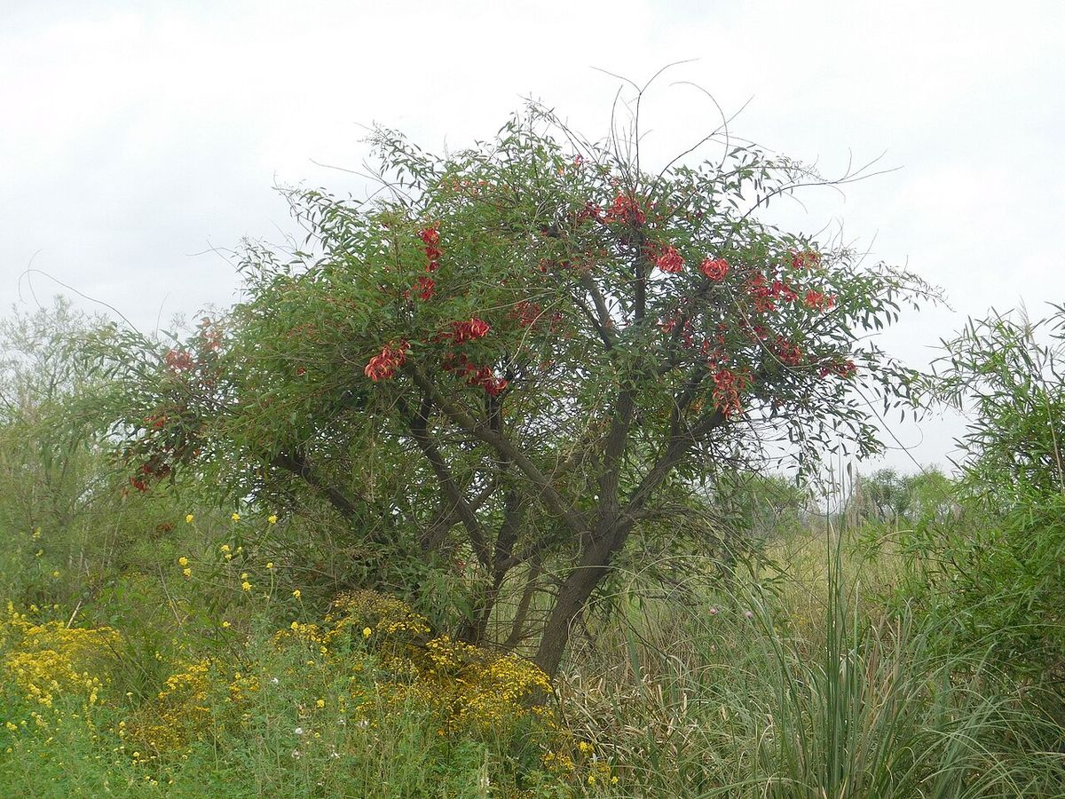 Tucán de ramas abiertas y flores rojas creciendo a la orilla de un humedal.