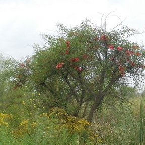Tucán de ramas abiertas y flores rojas creciendo a la orilla de un humedal.