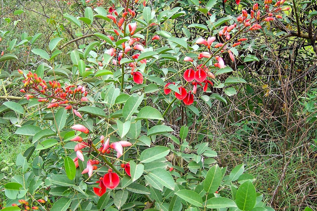 Flores rojas y rosadas de tucán entre las hojas verdes y lustrosas.