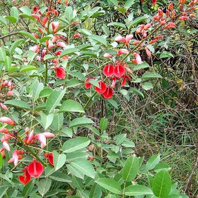 Flores rojas y rosadas de tucán entre las hojas verdes y lustrosas.