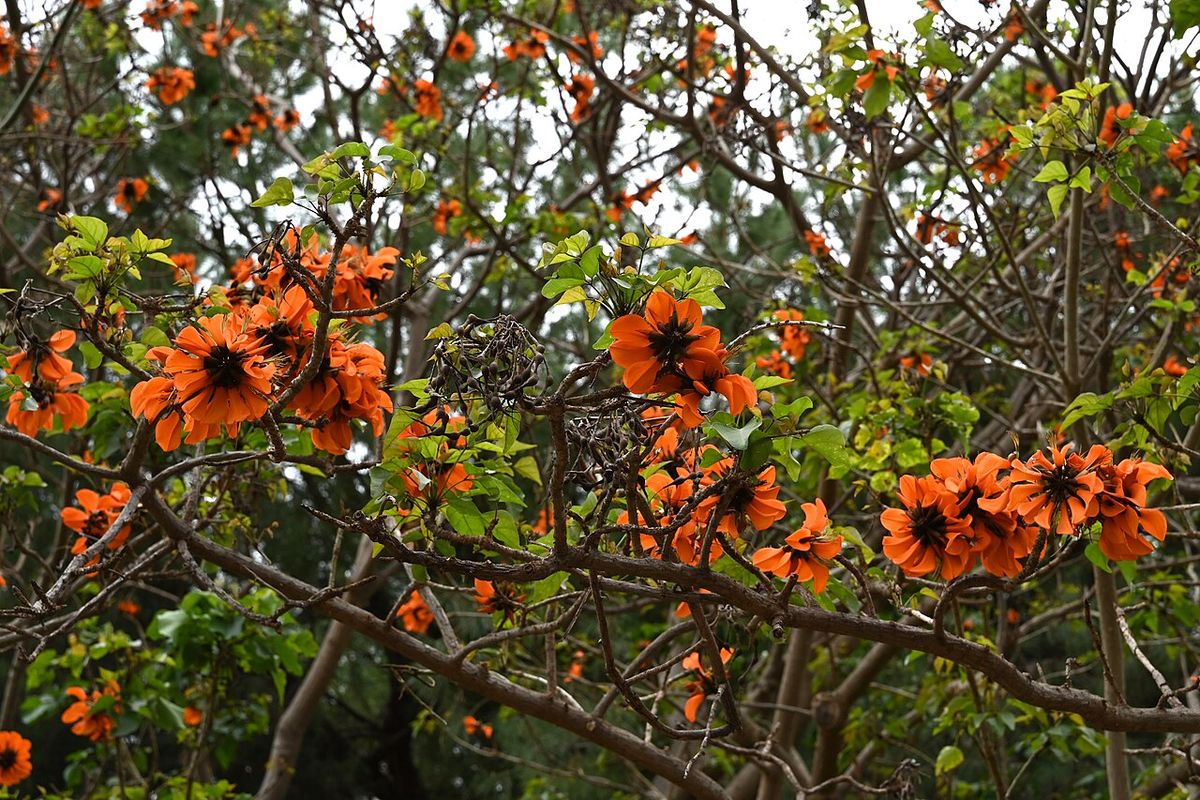 Ramas de tucán con las flores anaranjadas abiertas contra el cielo.
