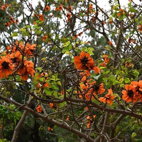 Ramas de tucán con las flores anaranjadas abiertas contra el cielo.