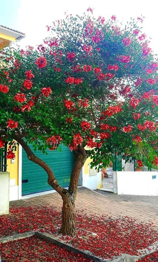 Tucán en plena floración roja junto a una casa, con los pétalos caídos al pie.