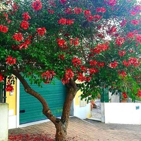 Tucán en plena floración roja junto a una casa, con los pétalos caídos al pie.