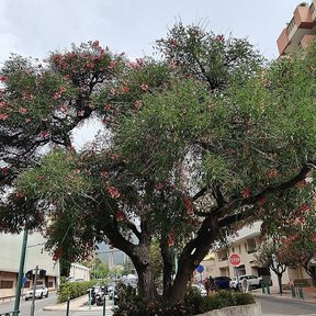 Tucán de copa ancha en un camellón, entre edificios y coches estacionados.