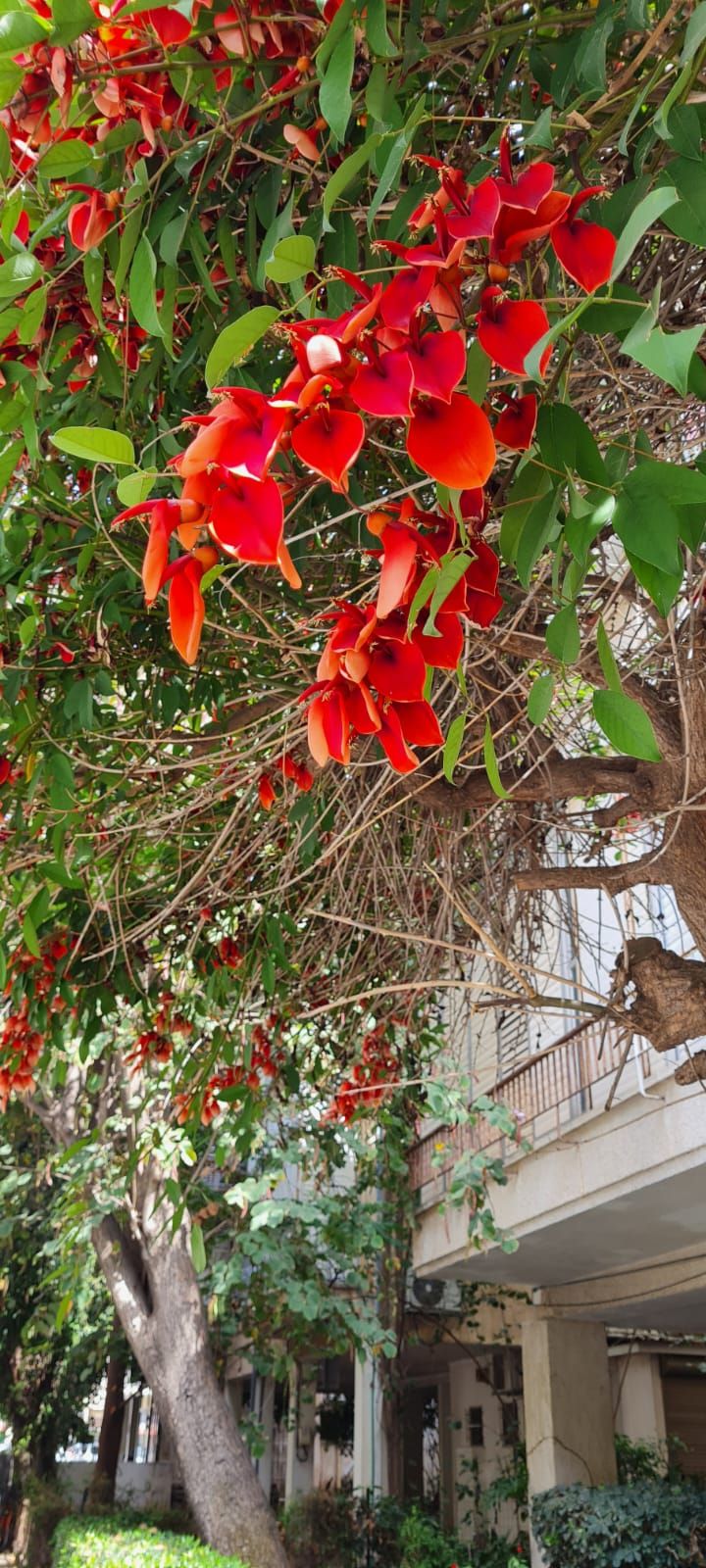 Racimo de flores rojas de tucán colgando de una rama en la sombra.