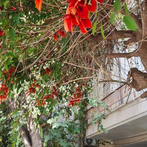 Racimo de flores rojas de tucán colgando de una rama en la sombra.
