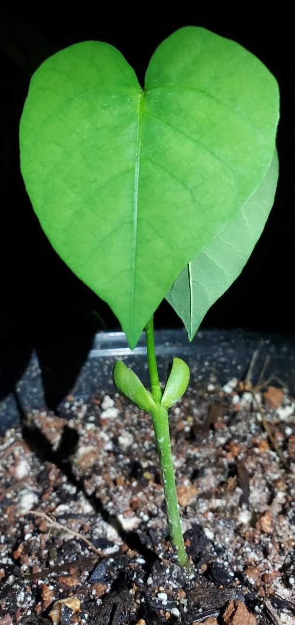 Plántula de colorín recién germinada, con las dos primeras hojas, sobre grava.