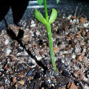Plántula de colorín recién germinada, con las dos primeras hojas, sobre grava.
