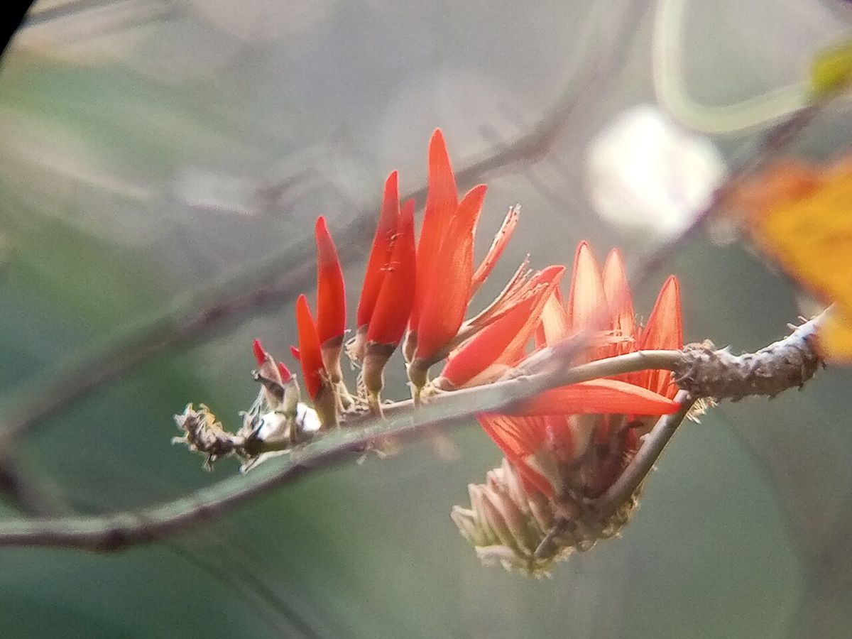 Flores rojas y alargadas de colorín agrupadas en la punta de una rama.