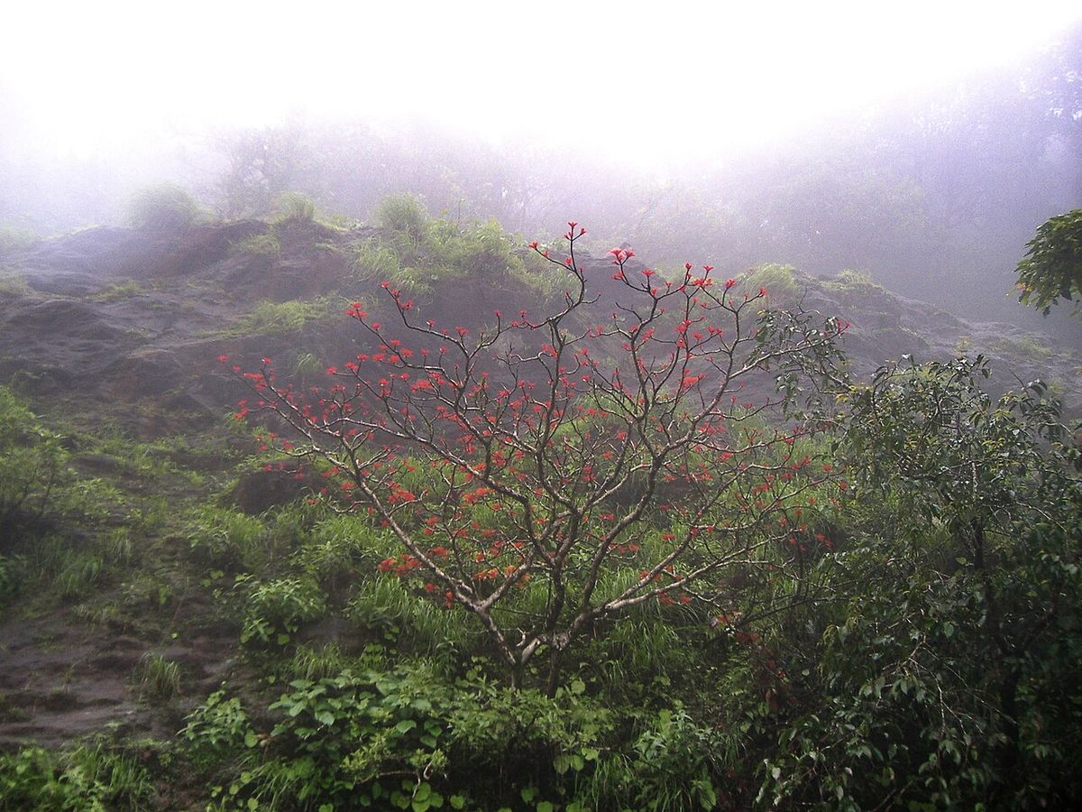 Colorín en flor roja destacando sobre una ladera verde entre la neblina.