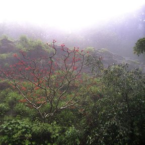 Colorín en flor roja destacando sobre una ladera verde entre la neblina.