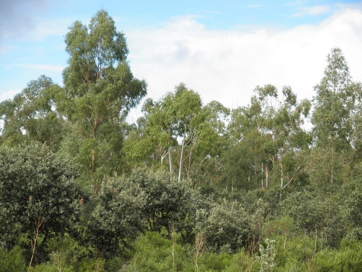 Bosque de eucaliptos rojos de copas claras bajo un cielo con nubes.