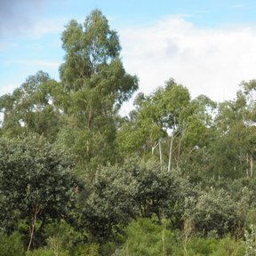 Bosque de eucaliptos rojos de copas claras bajo un cielo con nubes.
