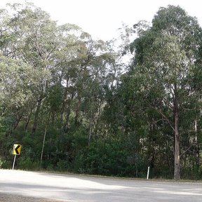 Bosque de eucaliptos azules al borde de una carretera, con las copas altas.