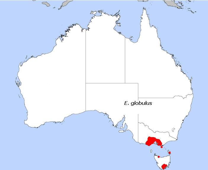 Mapa de Australia con la distribución del eucalipto azul marcada en rojo.