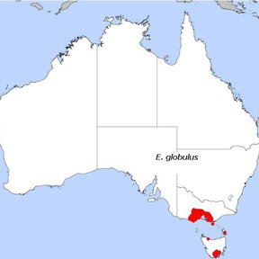 Mapa de Australia con la distribución del eucalipto azul marcada en rojo.
