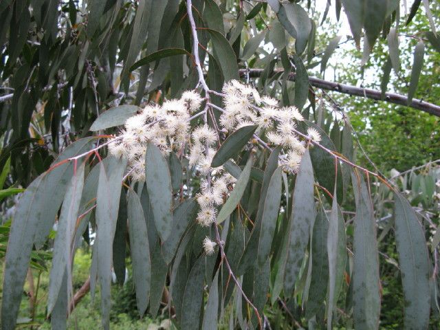 Flores blancas y filamentosas de eucalipto dólar entre las hojas colgantes.