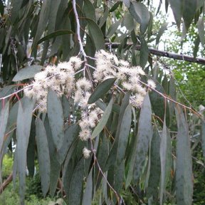 Flores blancas y filamentosas de eucalipto dólar entre las hojas colgantes.