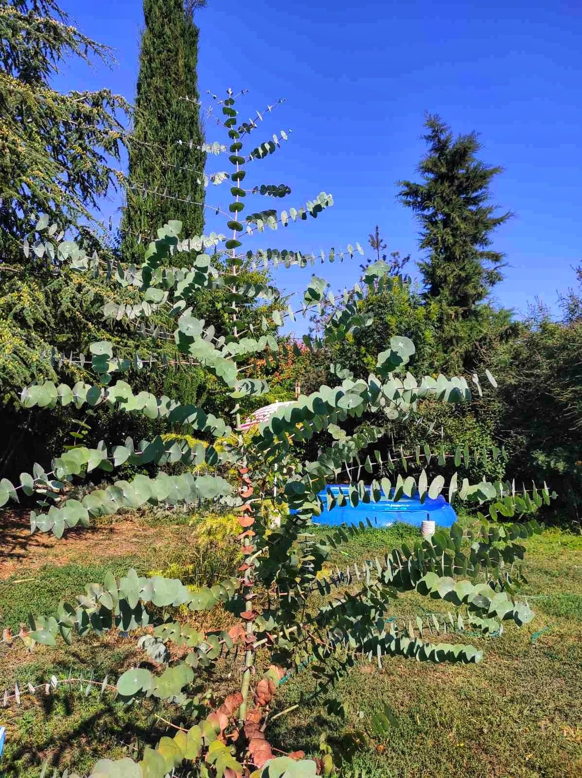 Eucalipto dólar joven de hojas redondas y azuladas creciendo en un jardín.