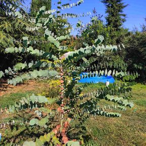 Eucalipto dólar joven de hojas redondas y azuladas creciendo en un jardín.