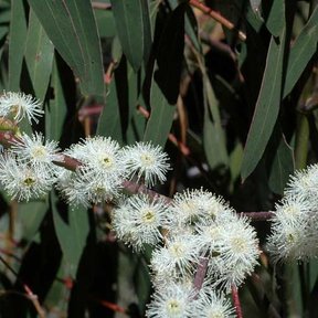 Flores blancas de eucalipto dólar abiertas sobre una ramilla rojiza.