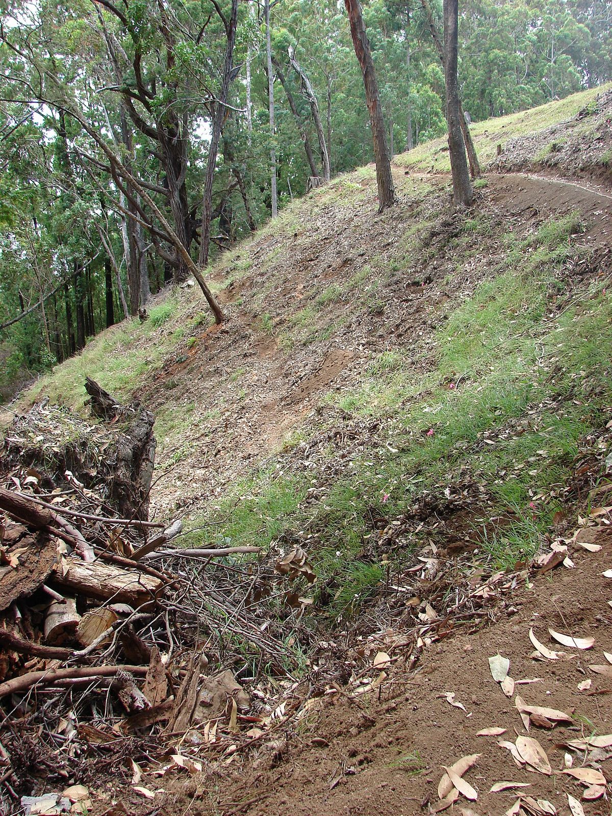 Ladera de tierra con restos de corteza y madera de eucalipto amontonados al pie.