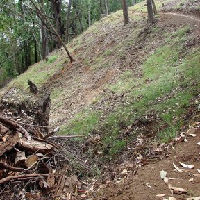 Ladera de tierra con restos de corteza y madera de eucalipto amontonados al pie.