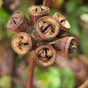 Una mano sostiene un racimo de cápsulas leñosas de eucalipto robusto.