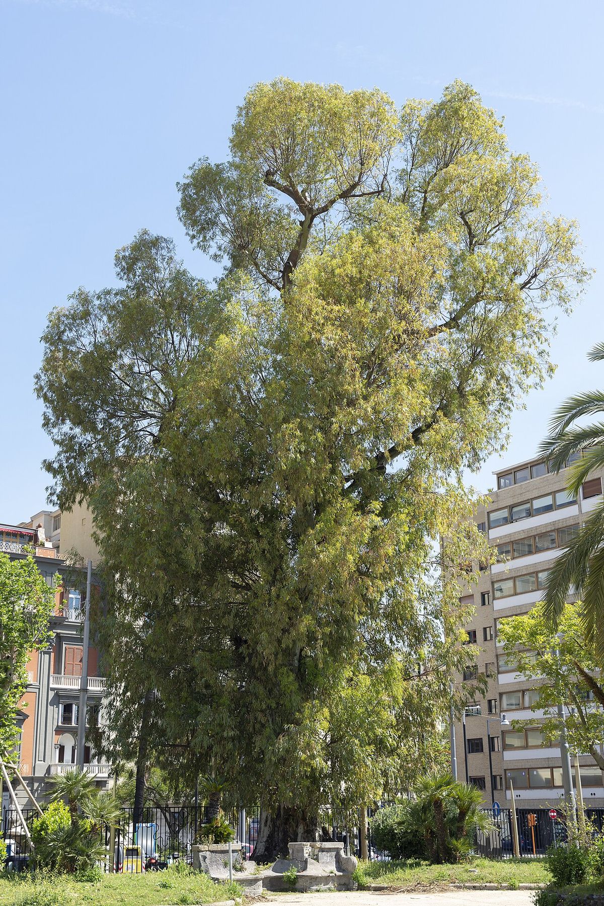 Eucalipto robusto enorme de copa clara en una plaza rodeada de edificios.