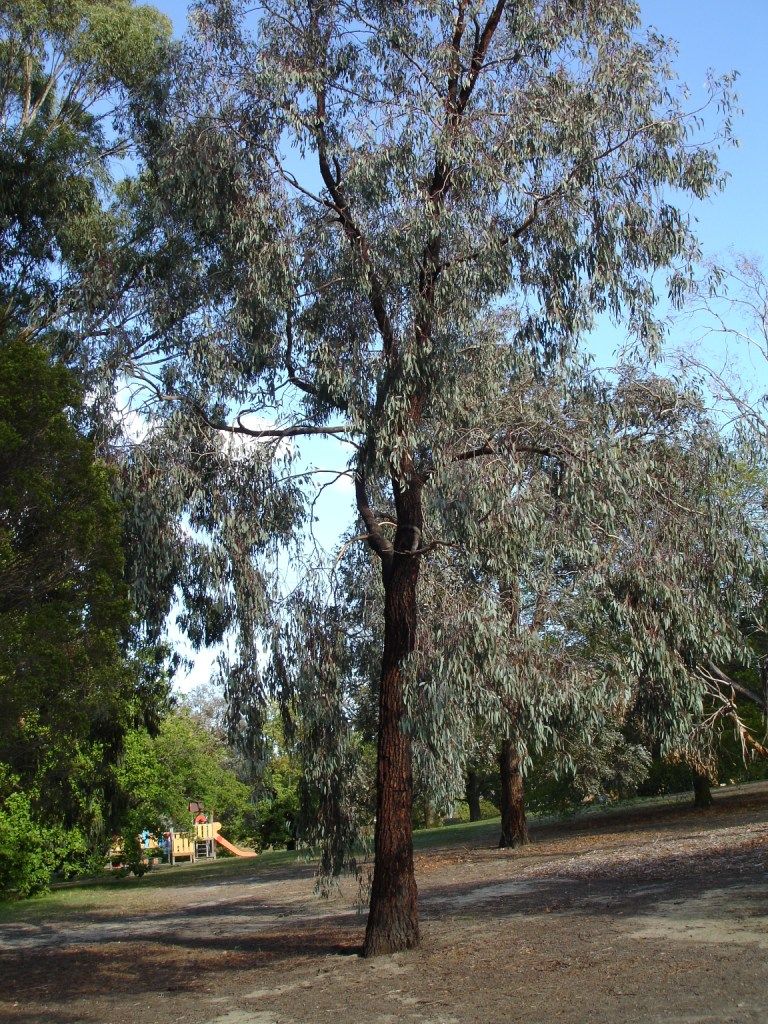 Eucalipto de tronco oscuro y copa colgante en un parque de pasto seco.