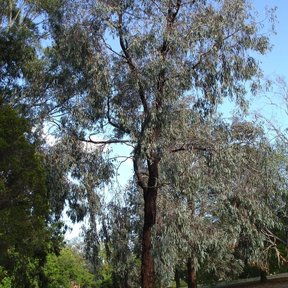 Eucalipto de tronco oscuro y copa colgante en un parque de pasto seco.