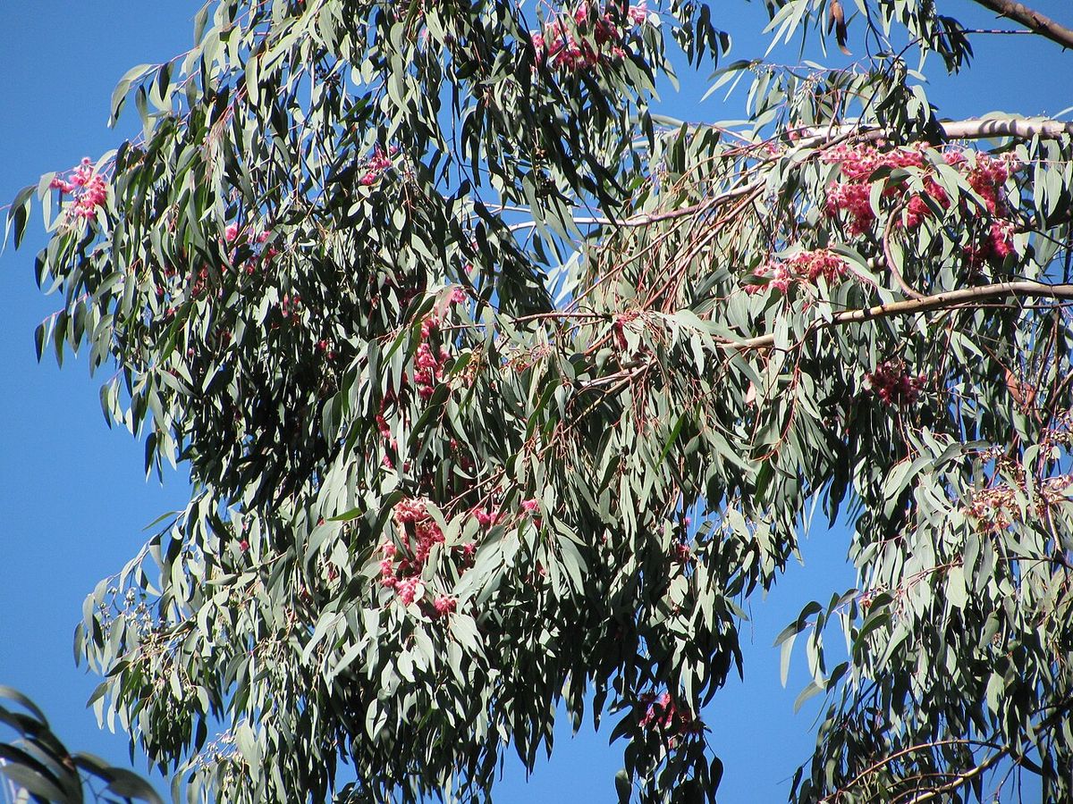 Rama de eucalipto con flores rosas recortada contra un cielo azul.