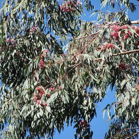 Rama de eucalipto con flores rosas recortada contra un cielo azul.