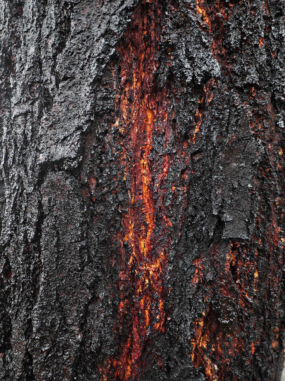 Corteza negra y surcada de eucalipto con una veta de resina roja escurriendo.