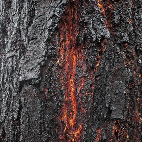 Corteza negra y surcada de eucalipto con una veta de resina roja escurriendo.