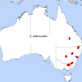Mapa de Australia con la distribución de la especie marcada en rojo.
