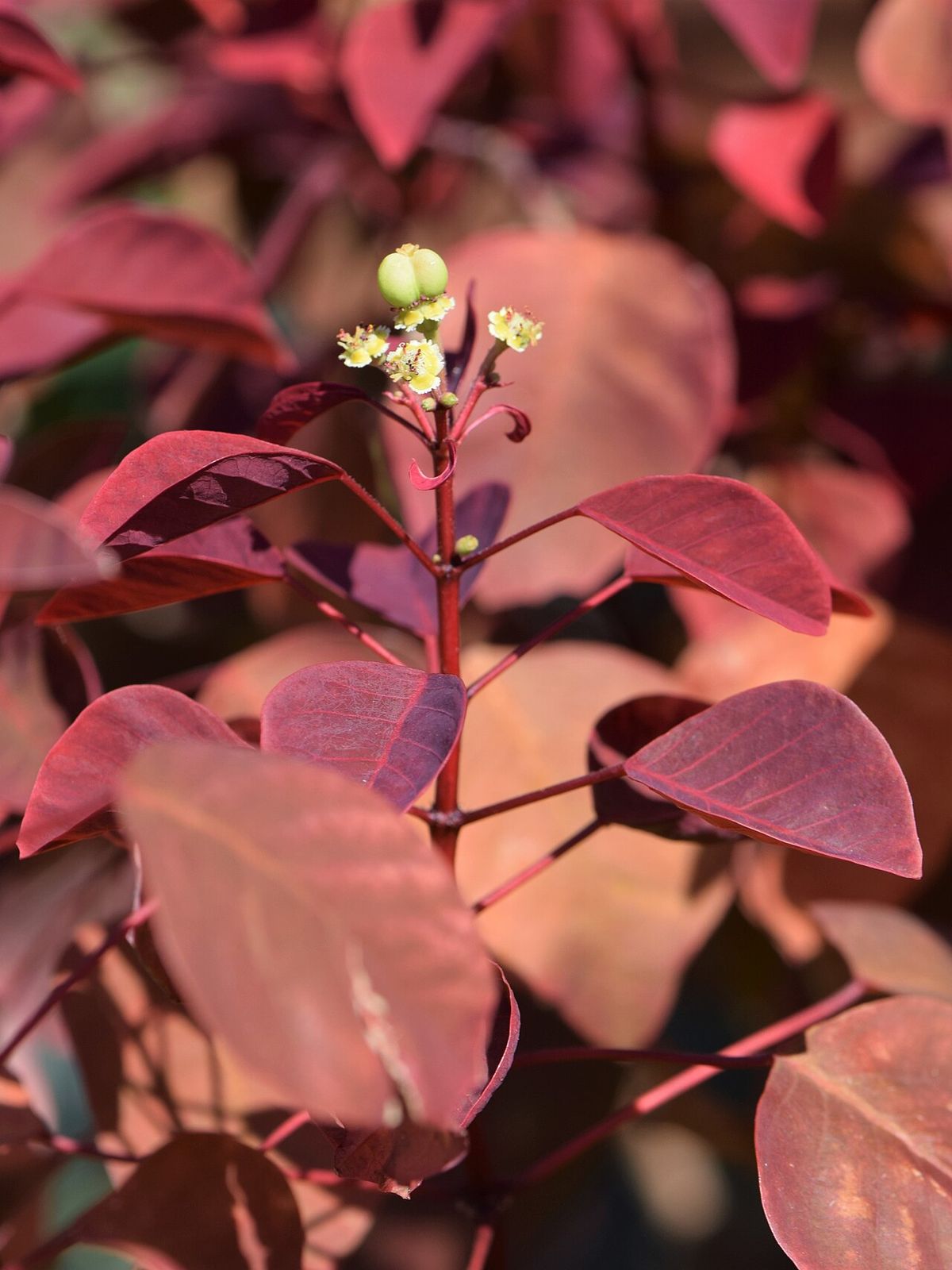 Follaje rojo vino de sangre libanesa con las flores menudas en la punta.