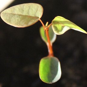 Plántula de sangre libanesa con los cotiledones todavía abiertos.