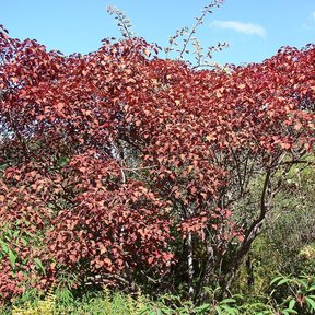 Sangre libanesa de copa amplia y follaje rojo creciendo en una ladera.