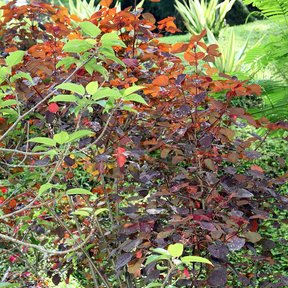 Sangre libanesa de ramas abiertas y hojas oscuras en un jardín.
