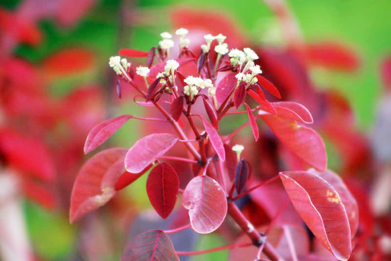Flores blancas y menudas de sangre libanesa entre el follaje rojo.