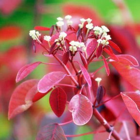 Flores blancas y menudas de sangre libanesa entre el follaje rojo.